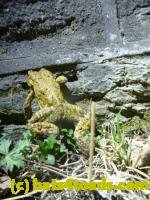 /home//u458753944/public_html/sourcegallery/////Roxborough Toad Detour/2013-2019/2013/2013-04-09/P1120073.JPG